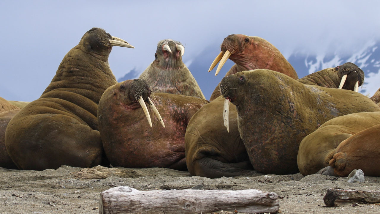 A herd of male walrus hauled out together