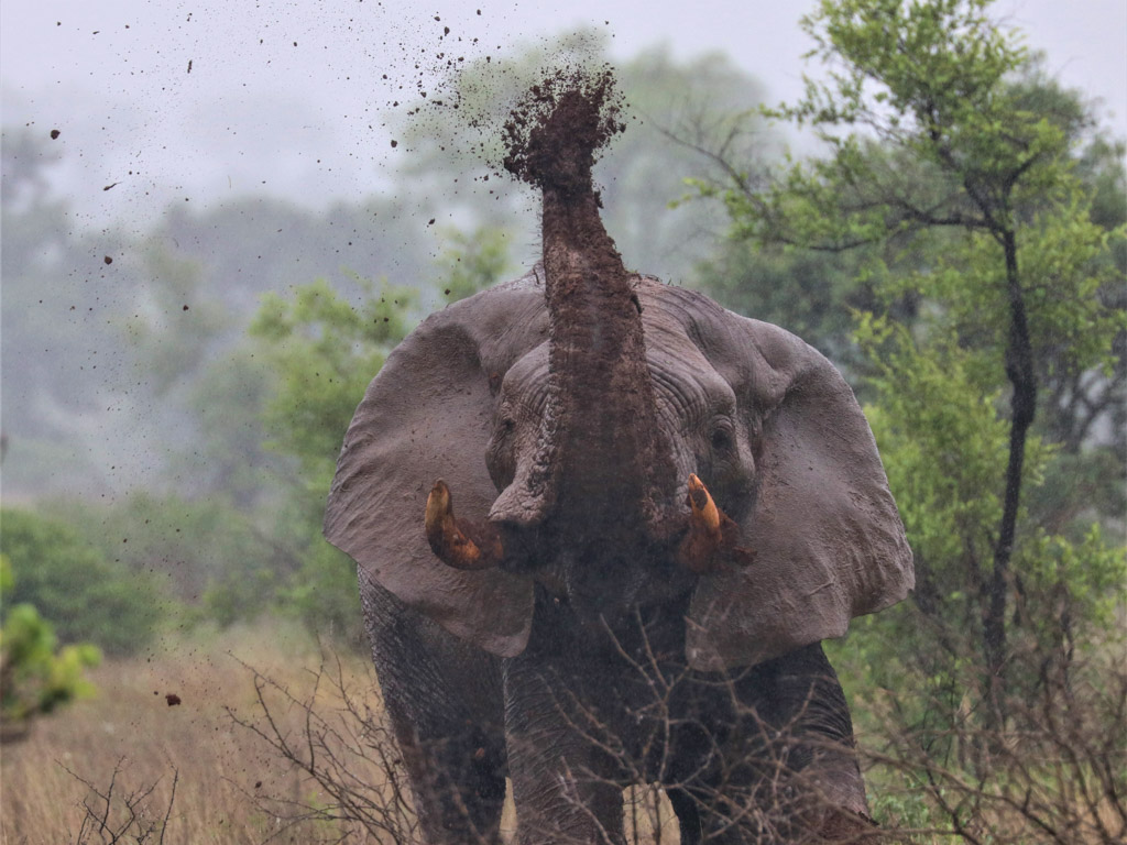 Elephant having a mud bath