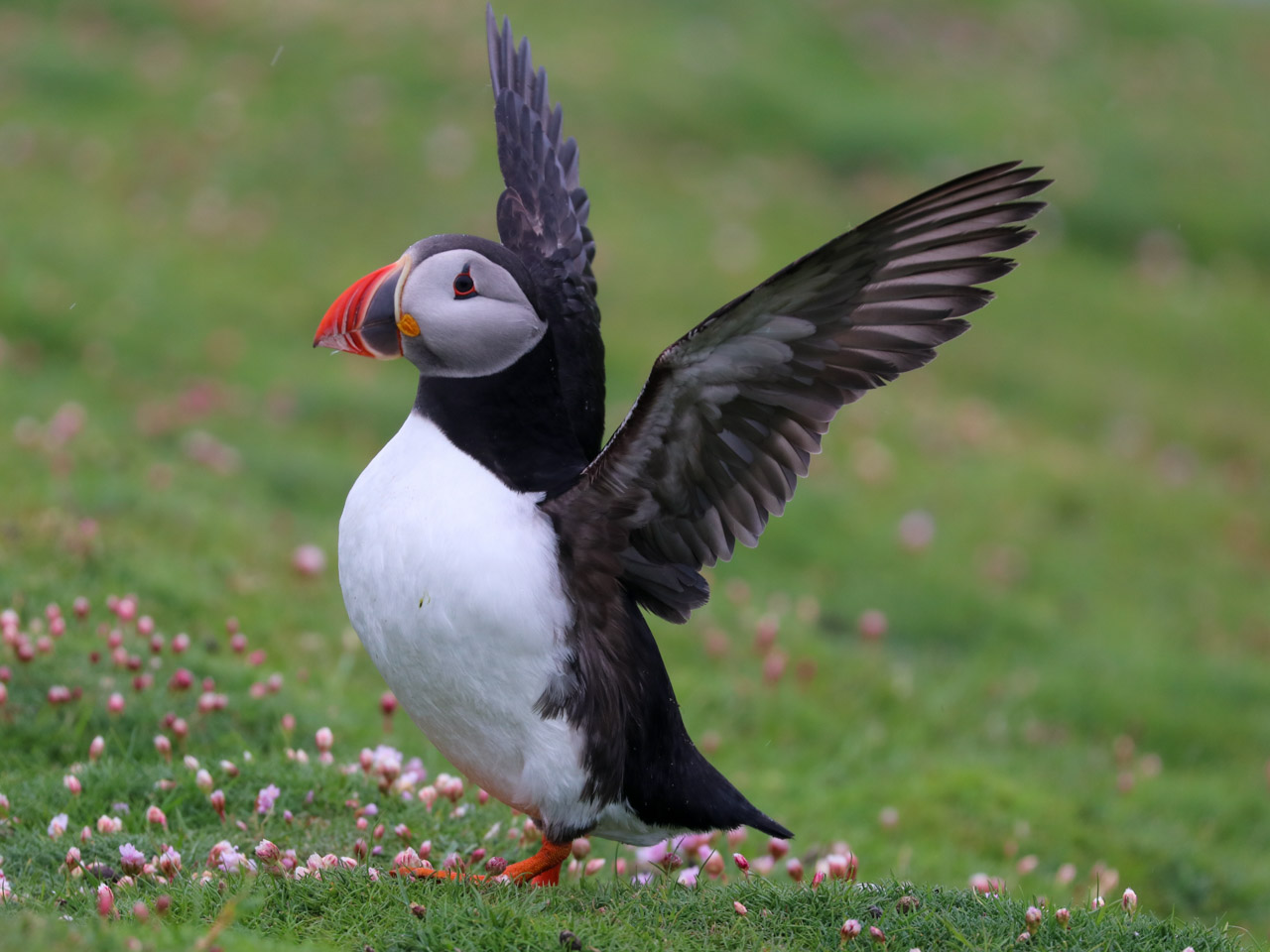 A puffin on a bed of pink sea thrift stretches its wings