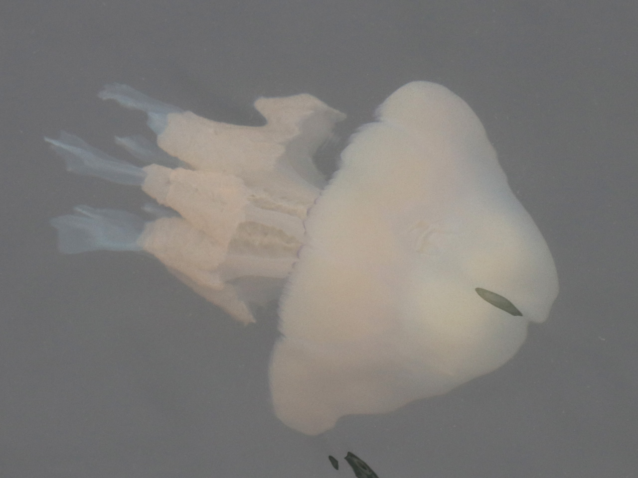 A huge barrel jellyfish gliding through the sea