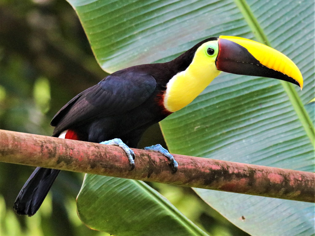 A black-mandibled toucan shows off its resplendent colours