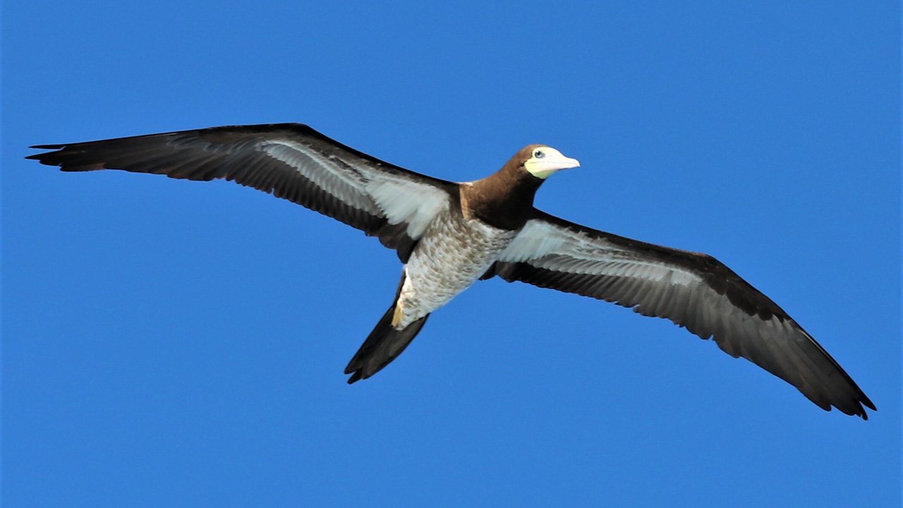 A brown booby soars above the Caribbean sea in search of food.