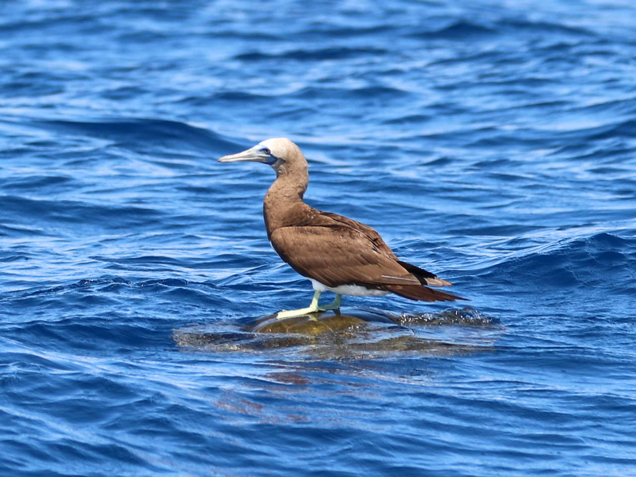 Juvenile brown booby perched on an Olive Ridley sea turtle
