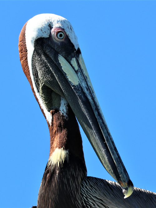 Portrait of a brown pelican
