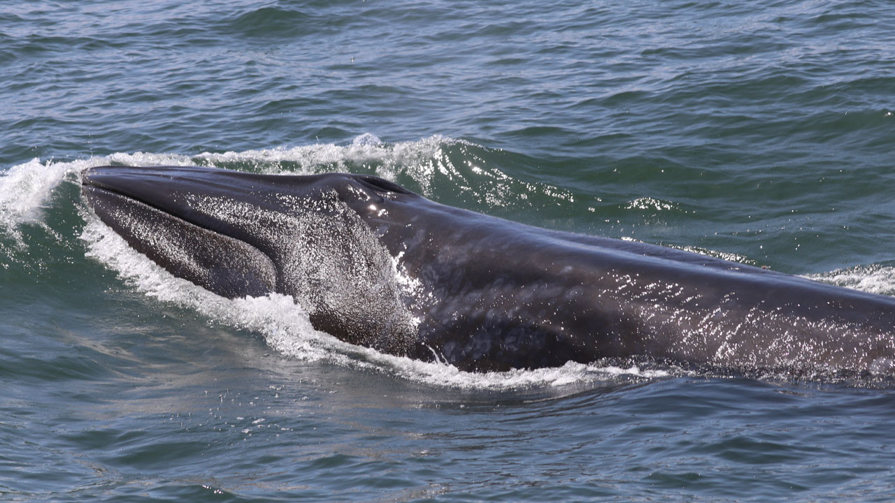 A Bryde’s whale surfaces in the ocean off Hermanus, South Africa