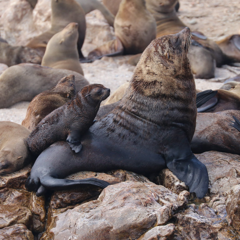 A Cape fur seal pup relaxes on the back of an elder