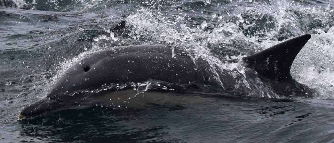 A common dolphin surfacing to take a breath, sea of Hebrides