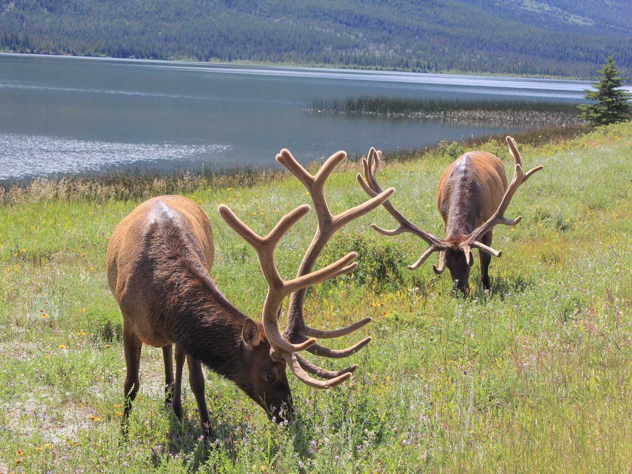 Elk grazing in a meadow in Jasper National Park