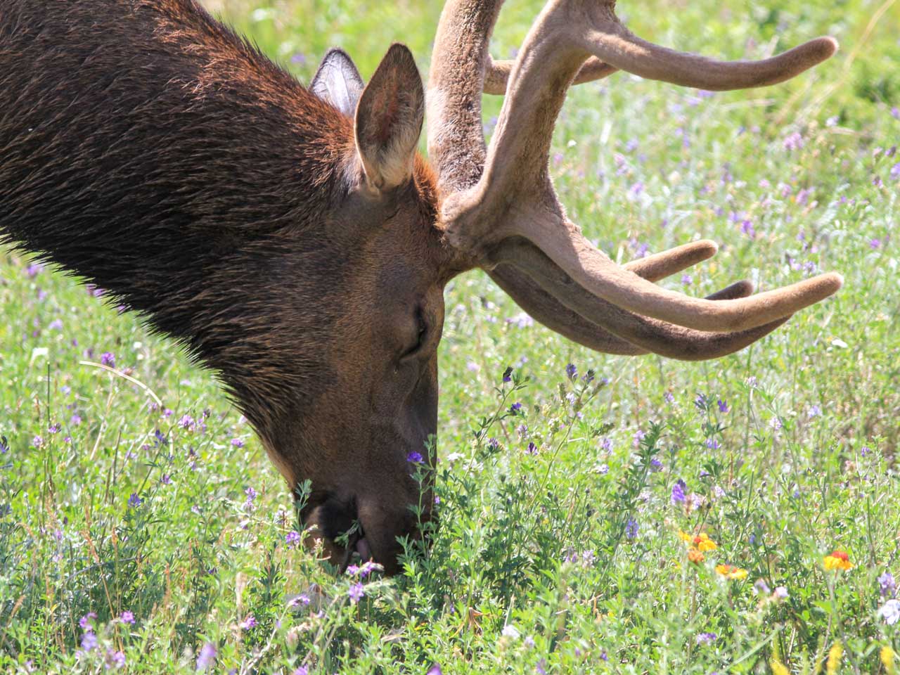 Portrait of an elk feeding amongst a wildflower meadow in jasper National Park