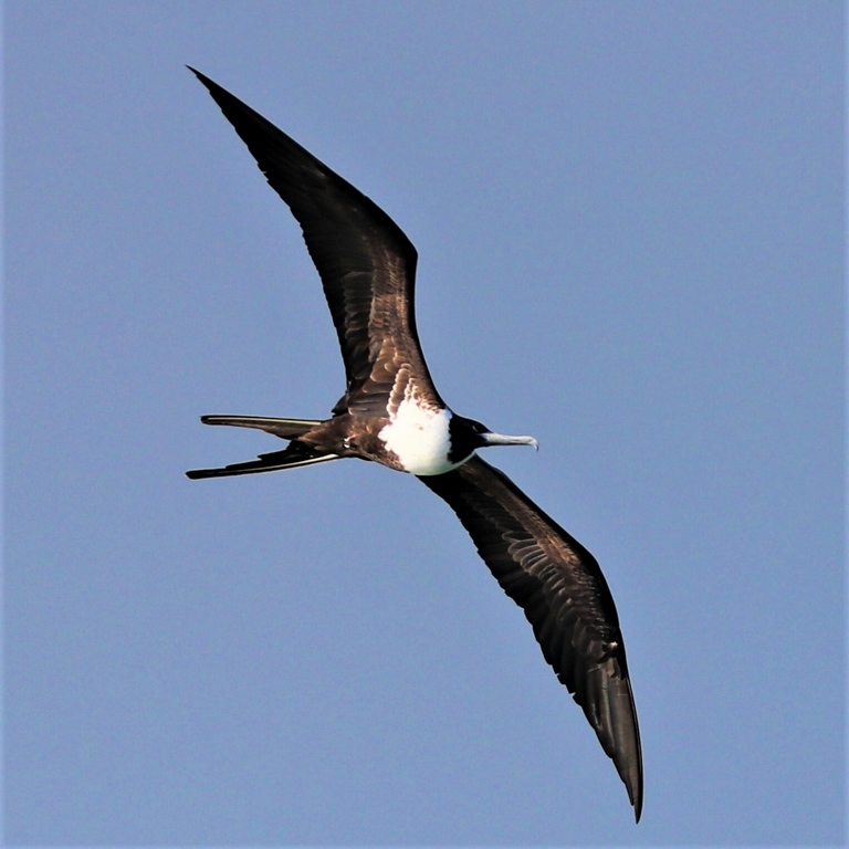 A female magnificent frigatebird soars above the ocean.