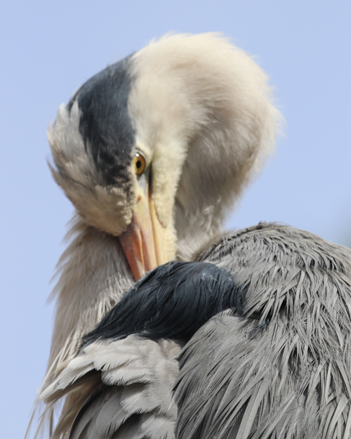 A grey heron preening its feathers, Loch Scridian