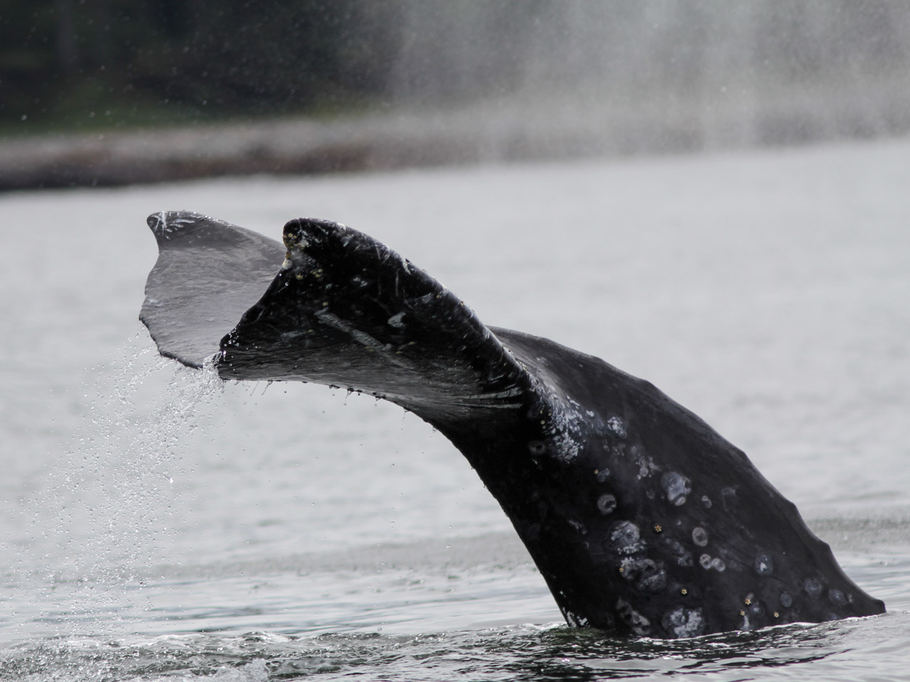 A grey whale up-ends its tail fluke whilst diving for food, British Colombia