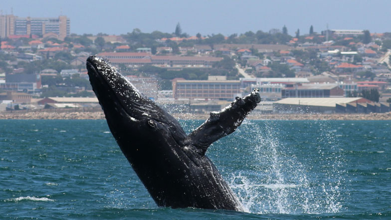 A humpback whale breaches right out of the water off Port Elizabeth