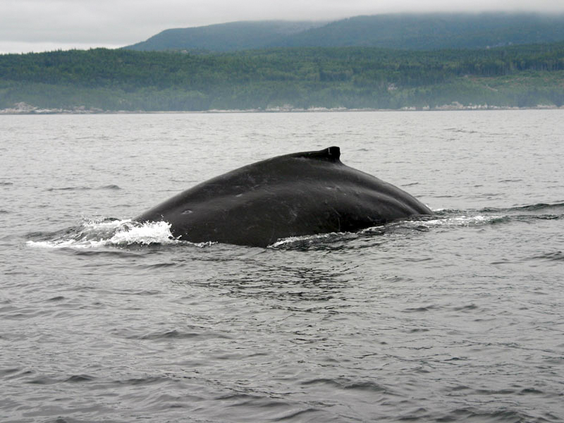A humpback whale rolls through the water during its dive sequence