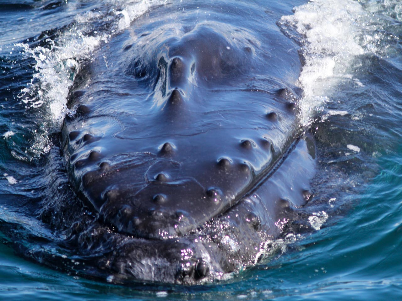 A surfacing humpback whale expels water from from its mouth whilst feeding