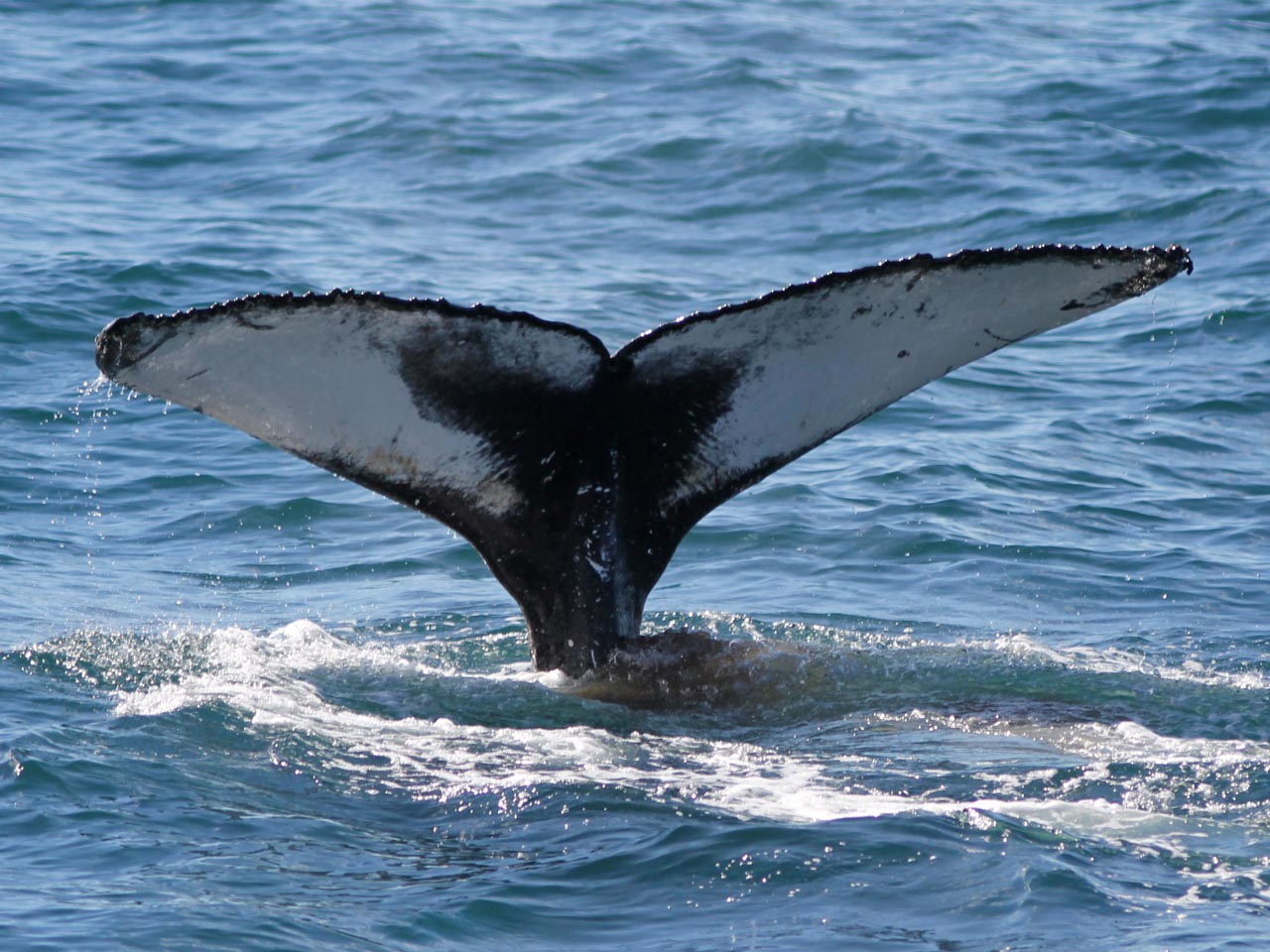 A humpback whale tail flukes as it goes into a deep dive