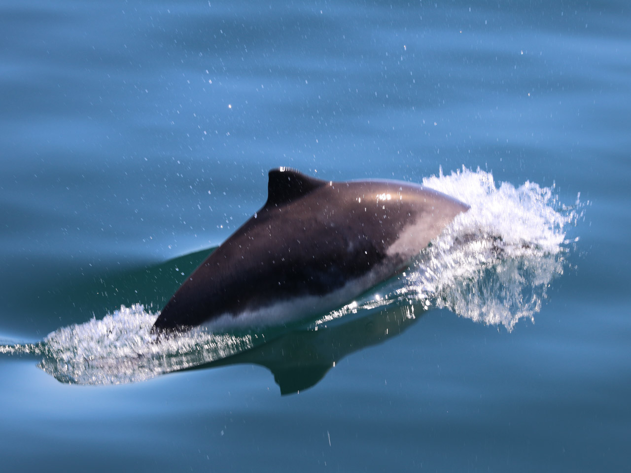 A surfacing harbour porpoise in the Small Isles, Scotland