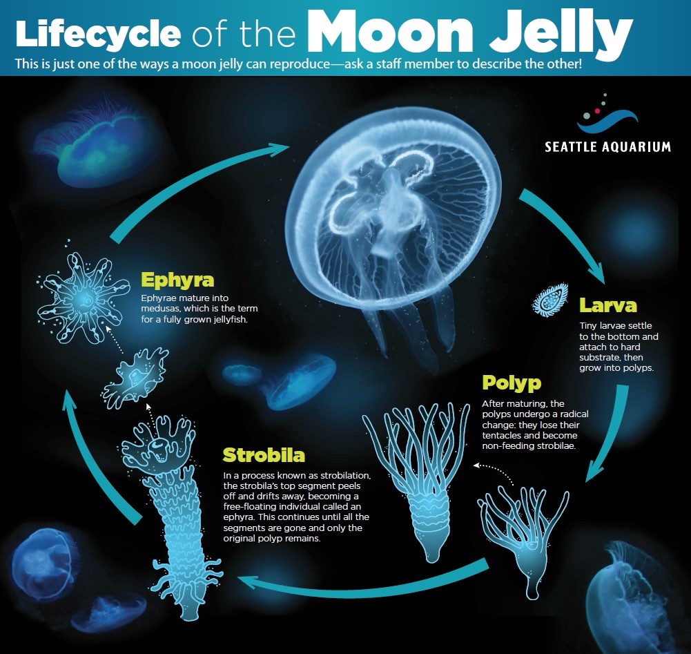 lifecycle-of-the-moon-jelly