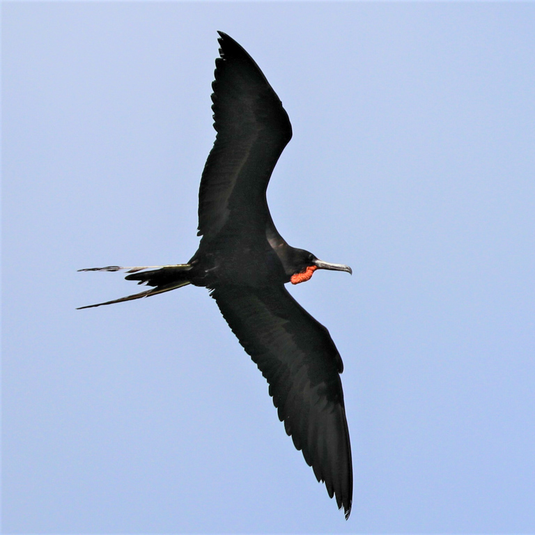A male magnificent frigate bird with red breeding gula sac visible.