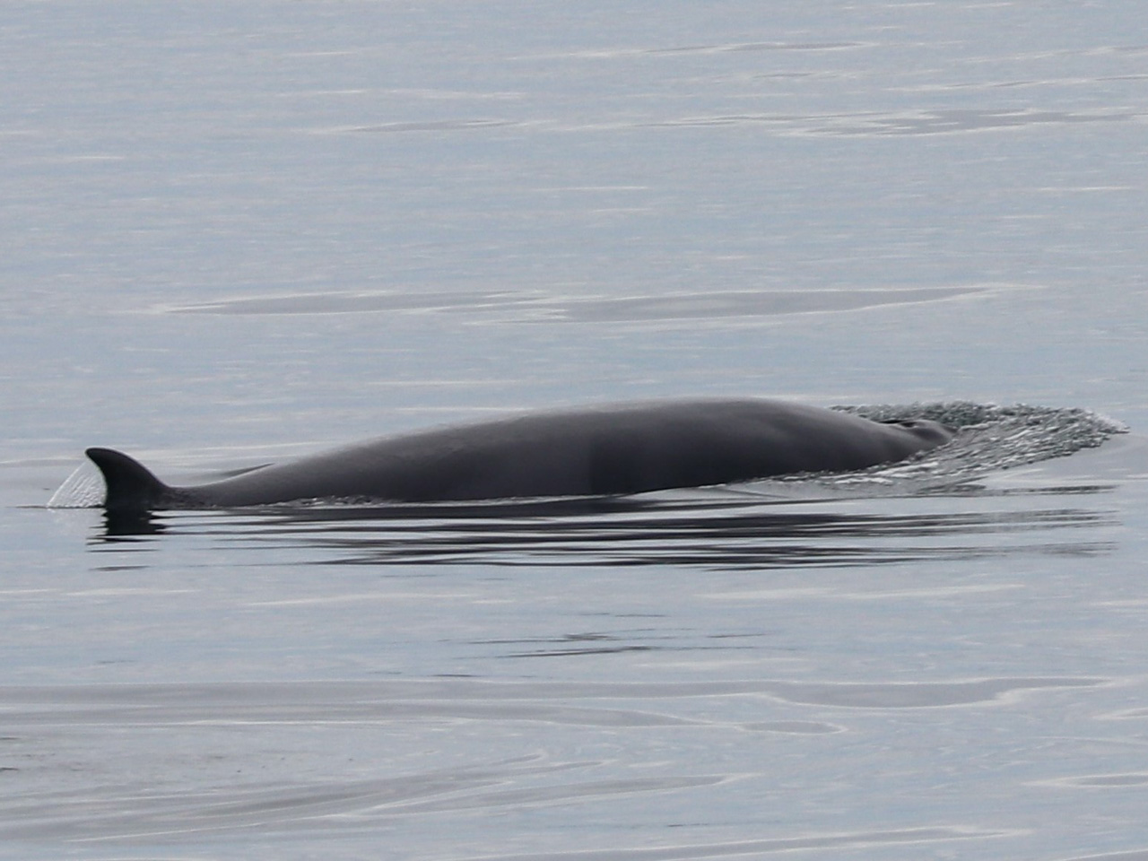 Minke whale: Back and dorsal fin surfacing