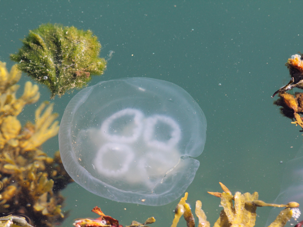 A solitary moon jellyfish