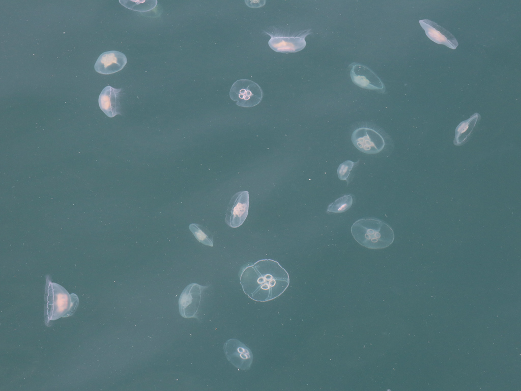 A smack of moon jellyfish