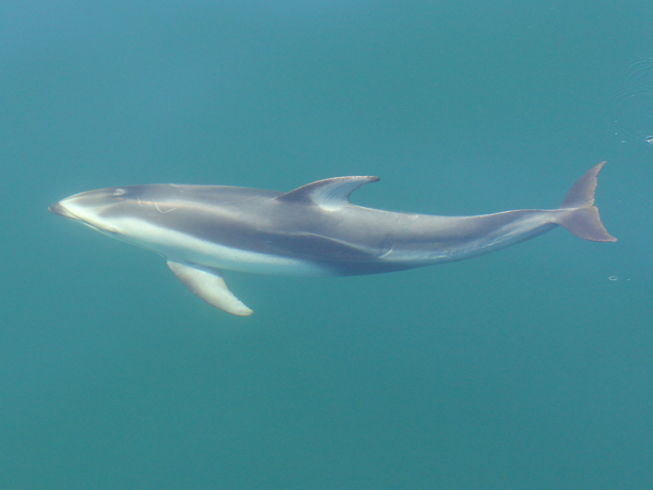 A Pacific white-sided dolphin swimming underwater