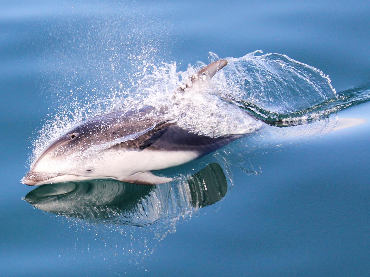 A Pacific white-sided dolphin creates a rooster tail as it travels