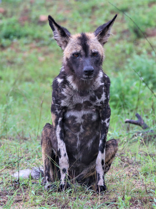 An African wild dog poses for the camera