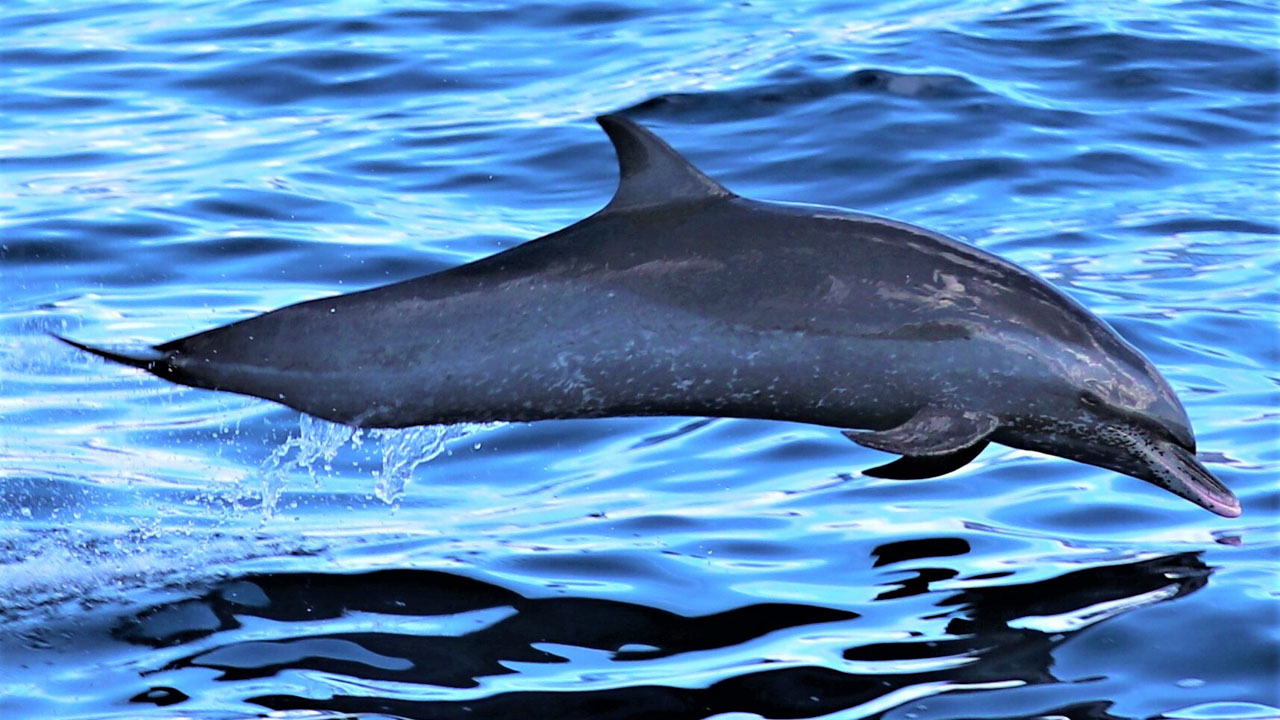 Pan-tropical spotted dolphin leaps from the Caribbean sea