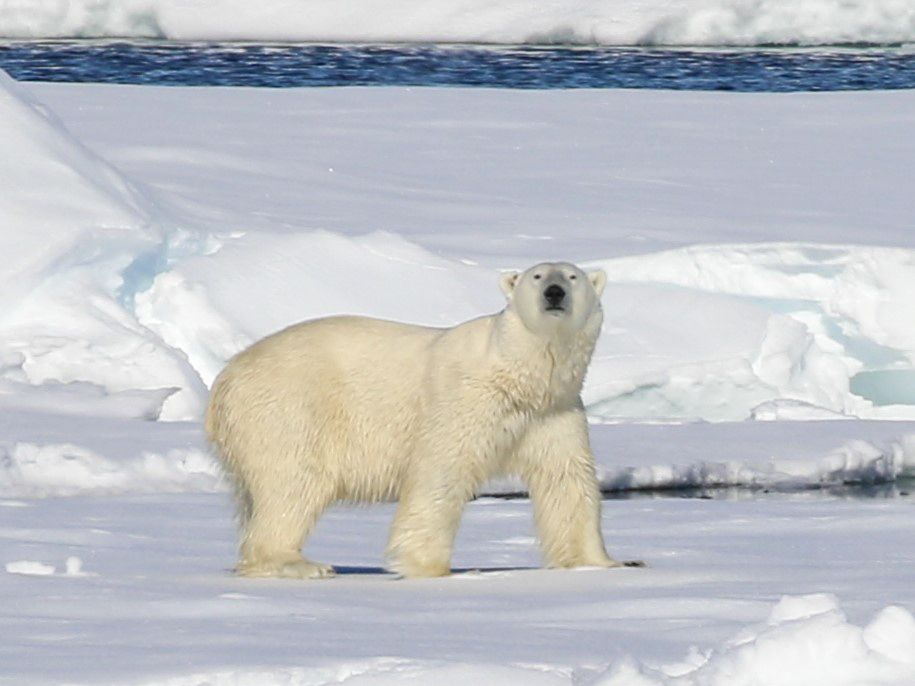 A large polar bear smells the air