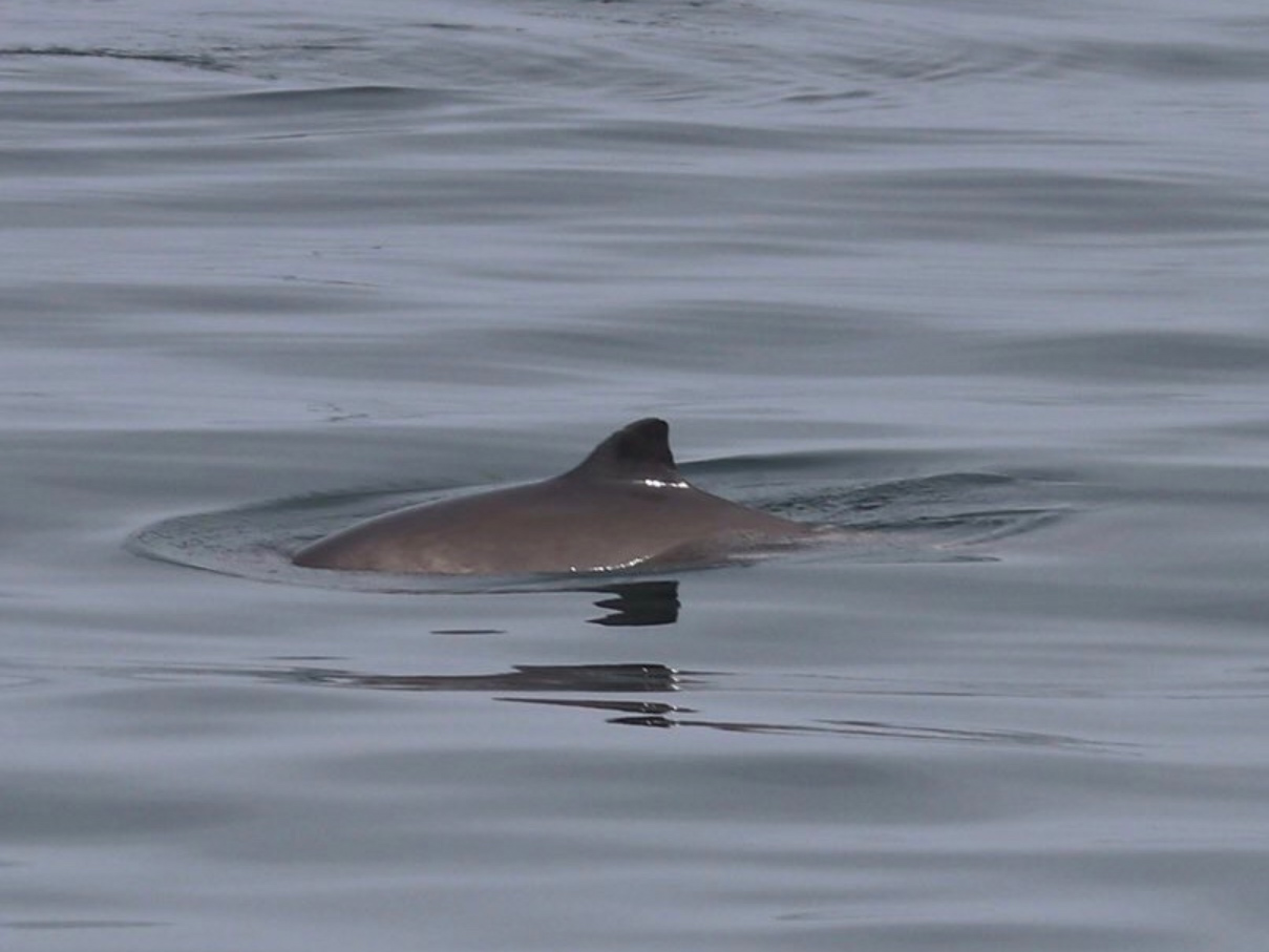 Harbour porpoise off the Isle of Arran