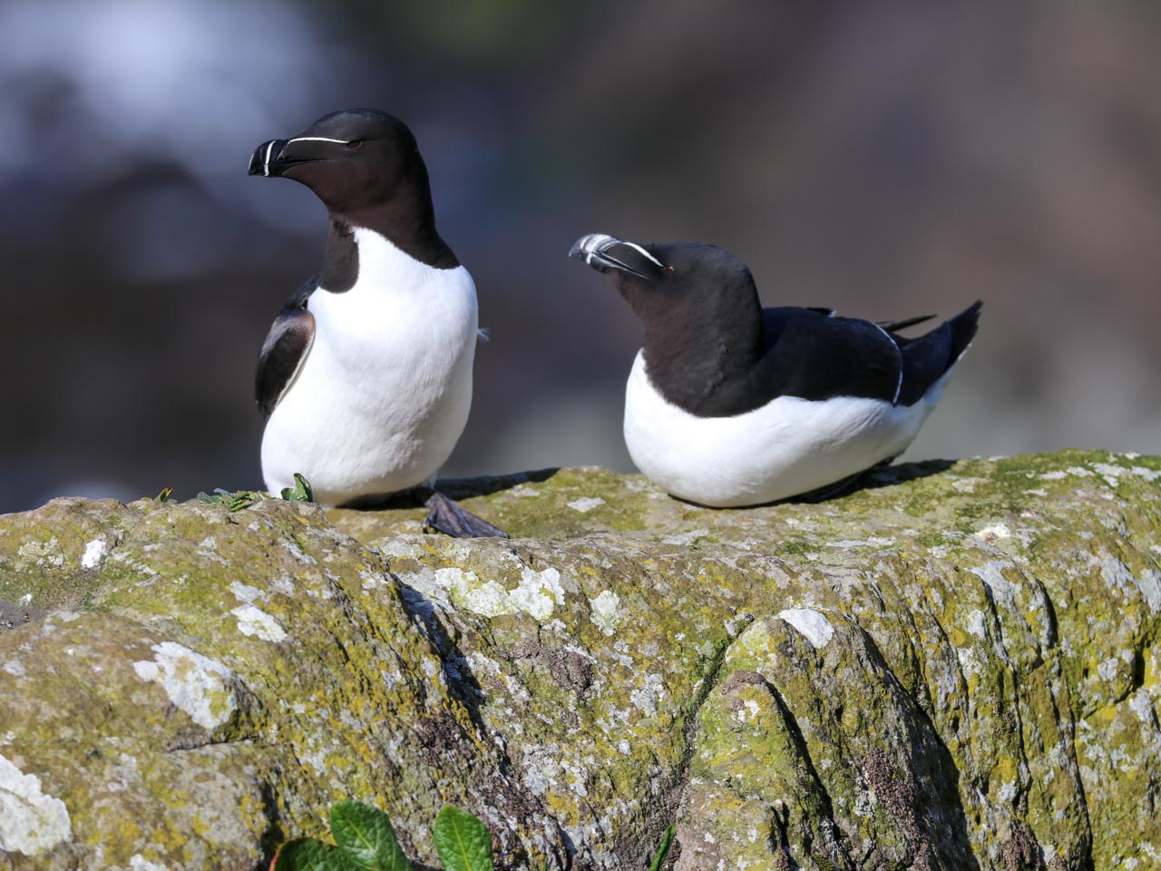 Two pair bonded razorbills sitting beside one another on the cliffs on Lunga