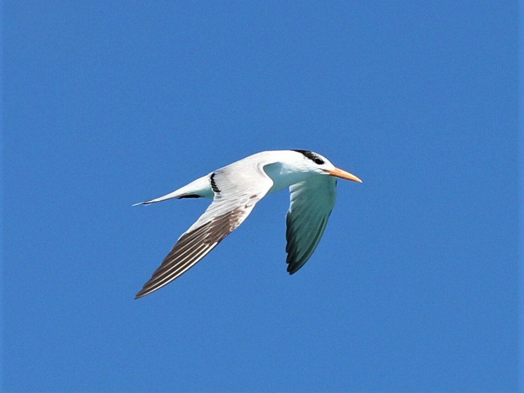 An adult royal tern in non-breeding plumage