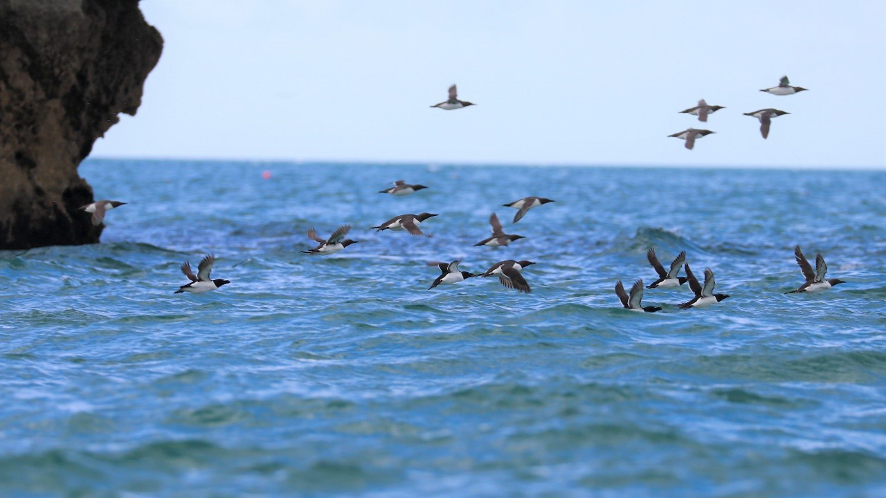 Razorbills and guillemots flock off the south Devon coast