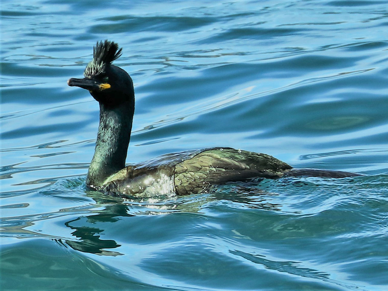 A shag in full breeding plumage complete with breeding crest