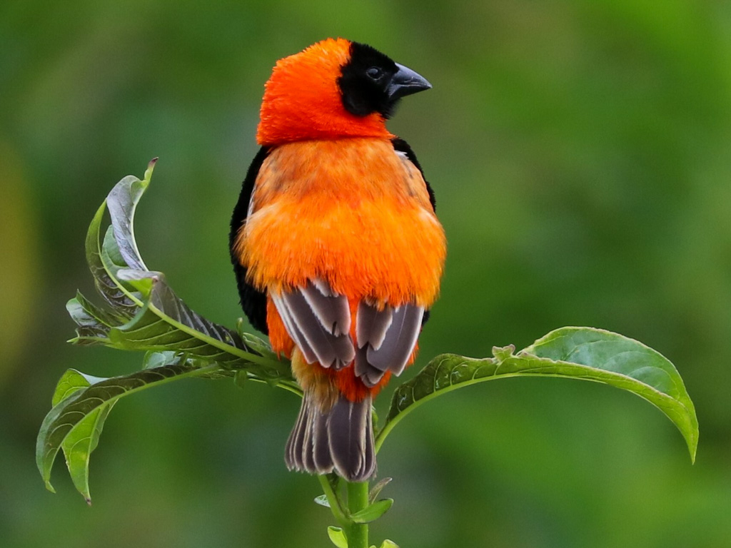 A male southern red bishop in breeding plumage