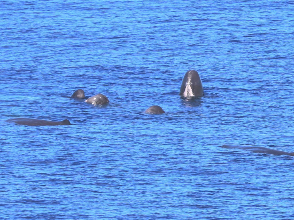 A maternal pod of sperm whales