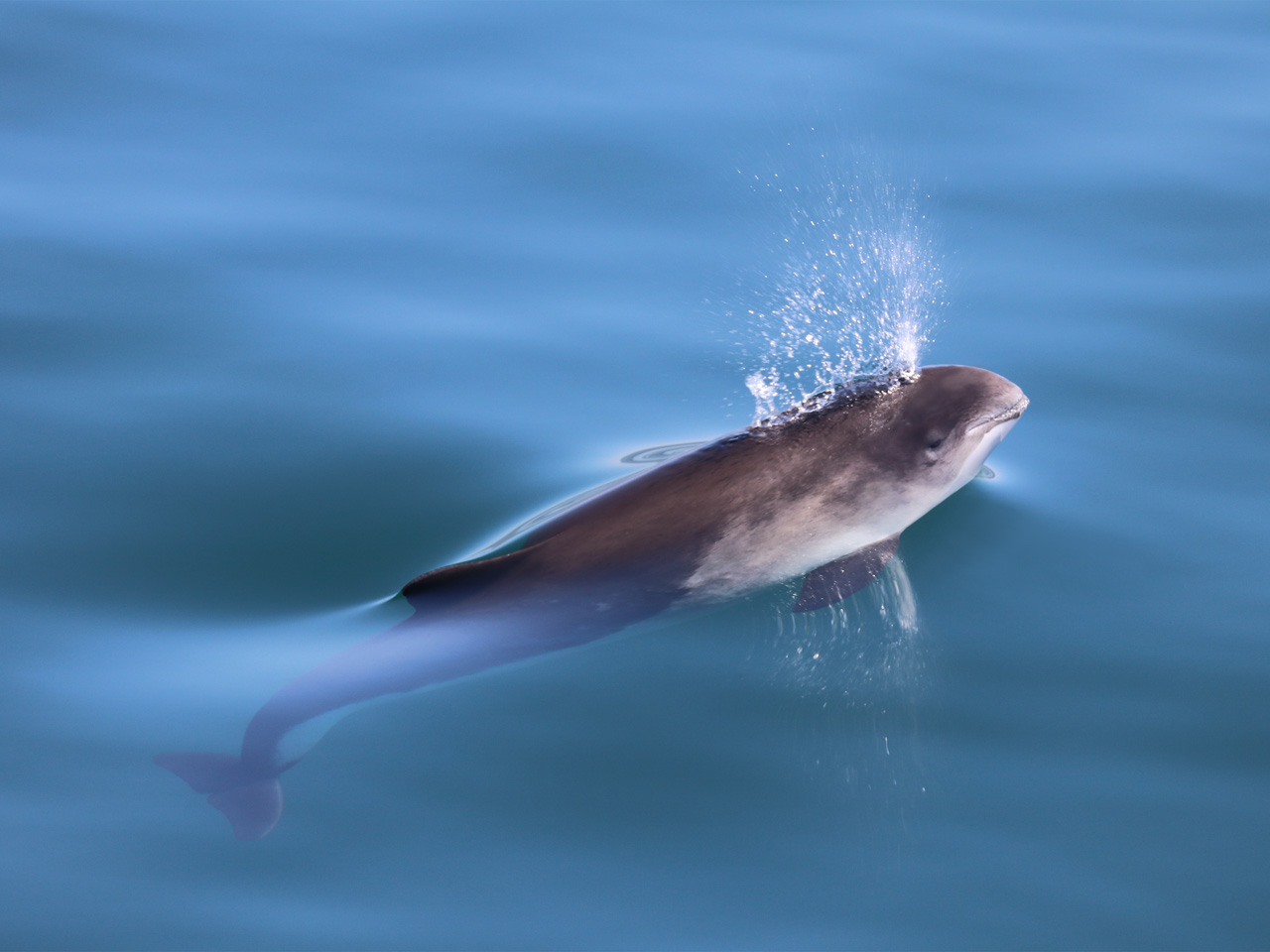 A harbour porpoise surfaces