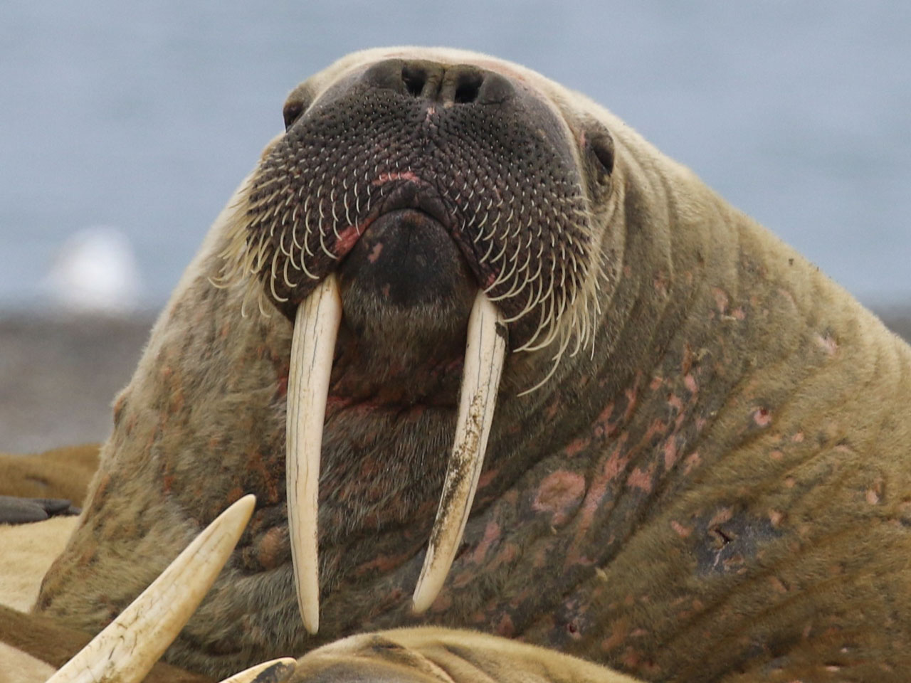 A male walrus with tusks