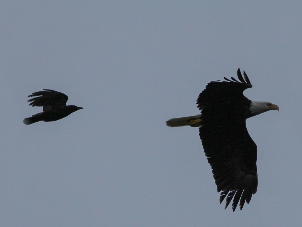 White tailed eagle and raven in silhouette showing difference in size.