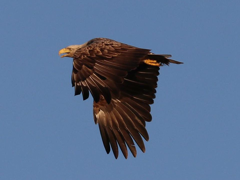 An adult sea eagle framed by a blue Hebridean sky