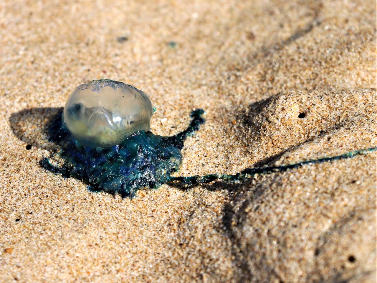 Bluebottle siphonophore on South African beach