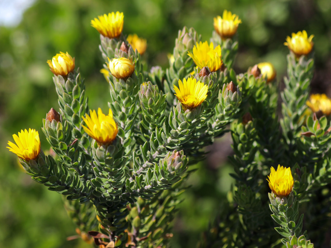 fynbos-flowering-shrub-robberg-nature-reserve